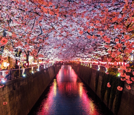 Cherry blossoms in Japan