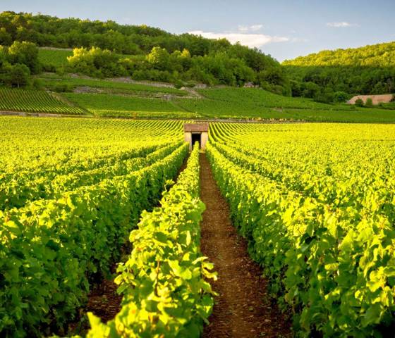 Vineyards, Bordeaux, France