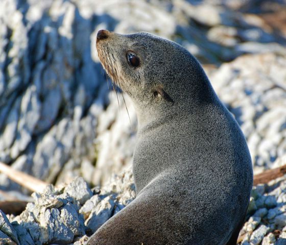 Fur Seal