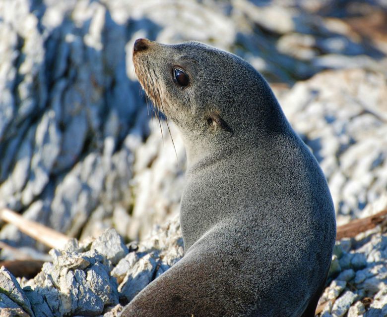 Fur seal