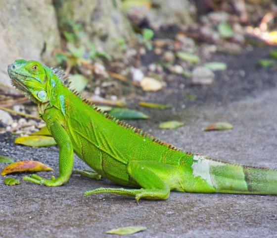 Green Iguana