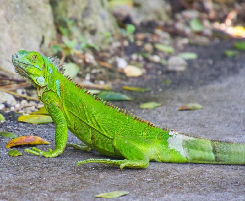 Green Iguana
