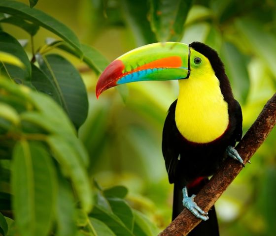 Keel-billed Toucan