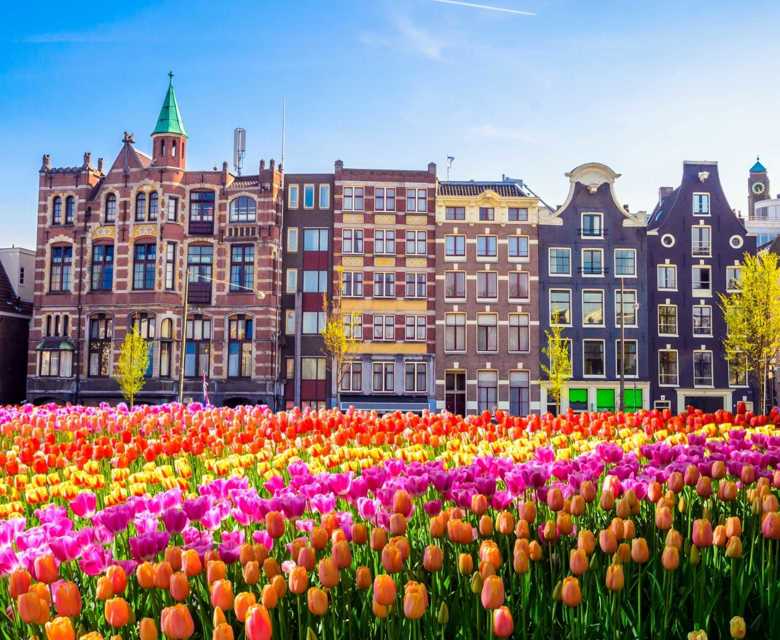 Netherlands Amsterdam Buildings Tulips