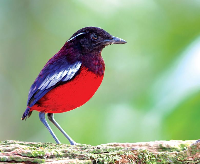 Sepilok - Total Holiday Options