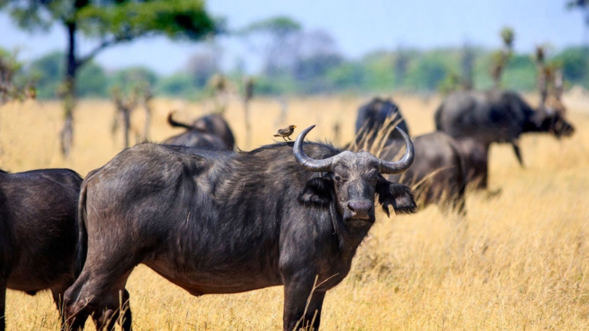 Viva Expeditions - South African Elephant
