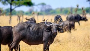 Viva Expeditions - South African Elephant