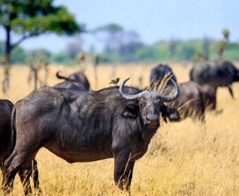 Viva Expeditions - South African Elephant