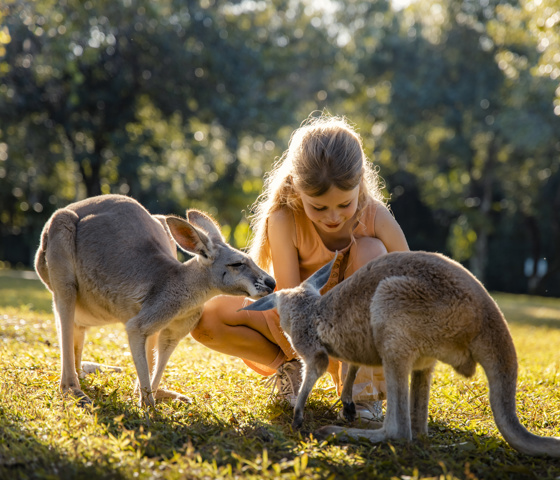 A kid with Kangaroos from Australia Zoo 