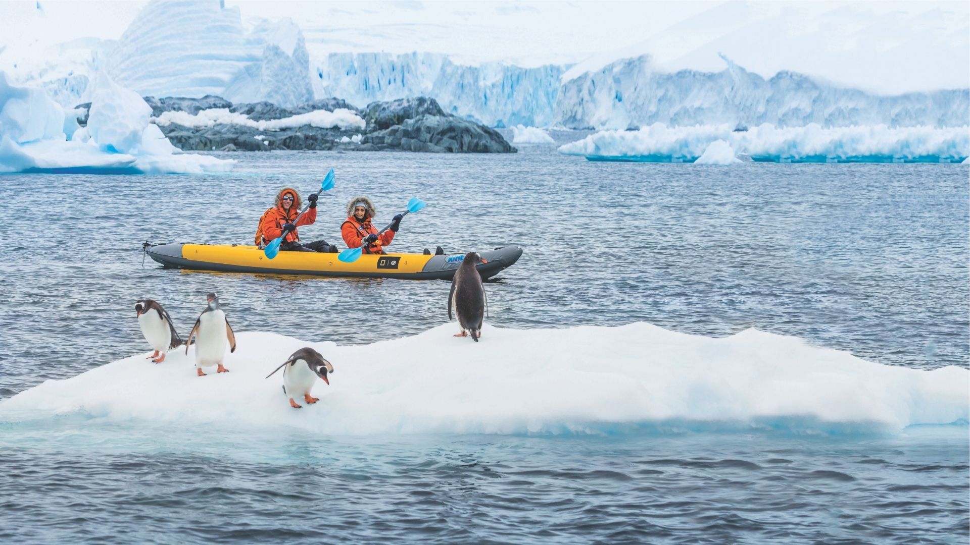 Antarctica - Cuverville Island