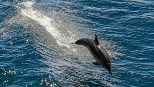 New Zealand - Dolphin