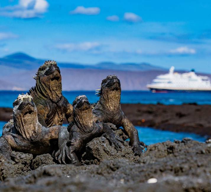 iguana and ship Fernmandia Island