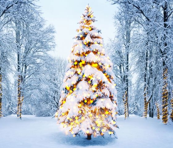 Christmas Tree In Snow