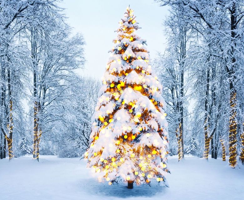 Christmas Tree In Snow