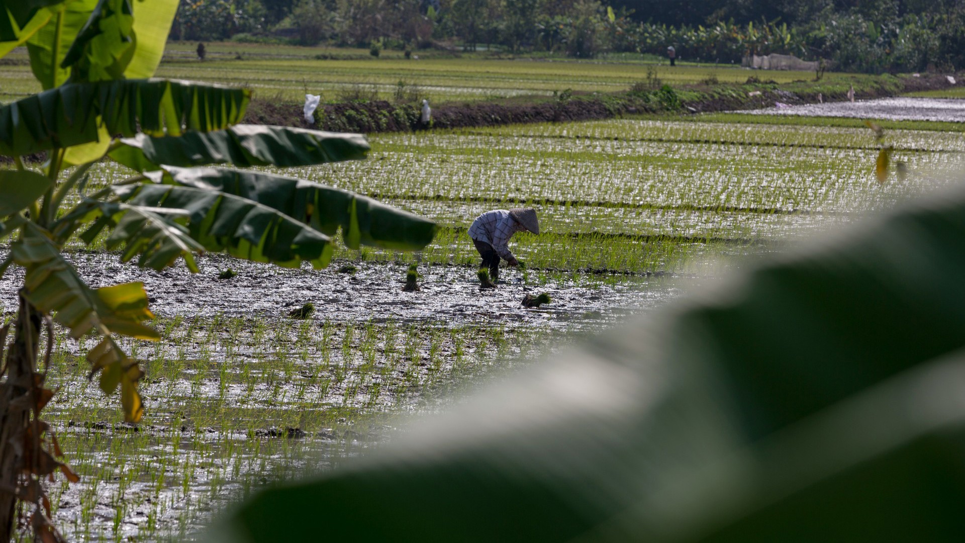 Lady farming in Vietnam - Image credit: Unsplash/Marc Hastenteufel