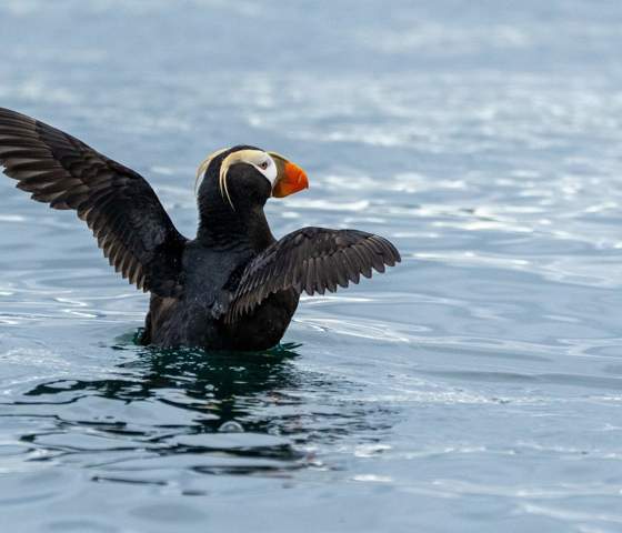 Inian Islands Alaska Tufted Puffin