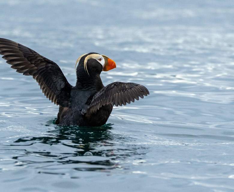 Inian Islands Alaska Tufted Puffin