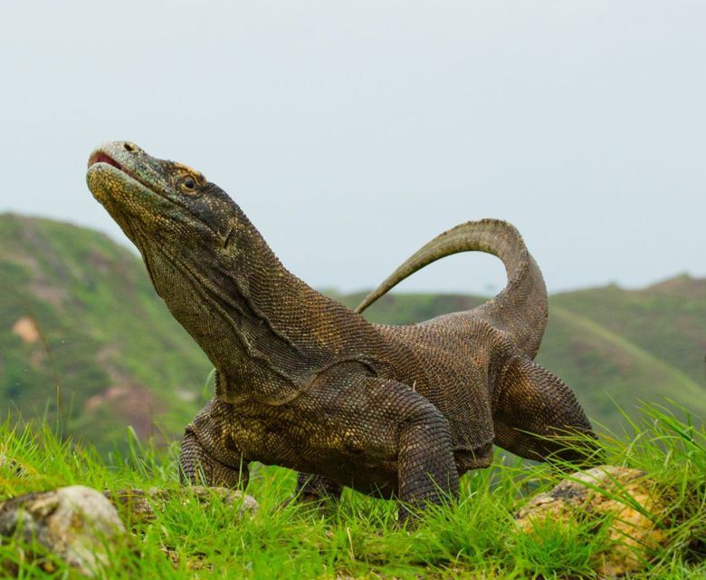 Komodo
