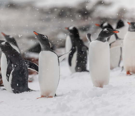 Cuverville Island Antarctica