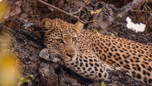 Cape to Kapama - Kapama Wildlife Big Five