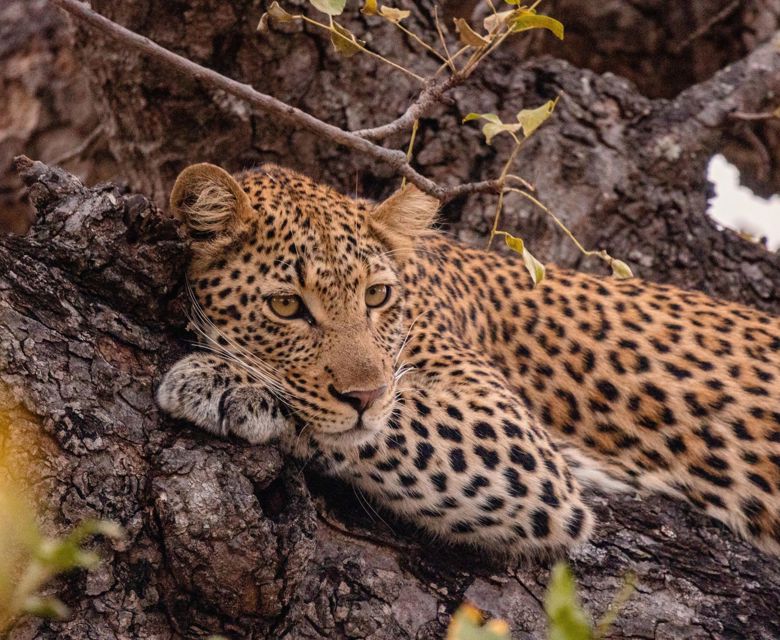 Cape to Kapama - Kapama Wildlife Big Five